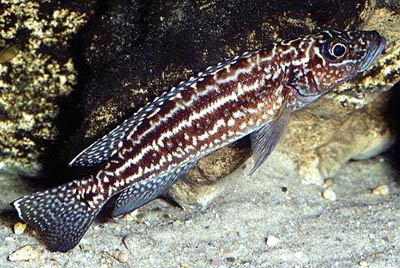 Lepidiolamprologus kendalli